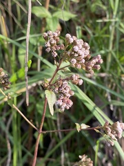 Fleischmannia pycnocephala