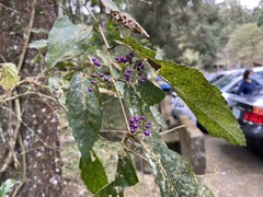 Callicarpa formosana formosana