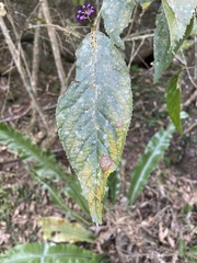 Callicarpa formosana formosana