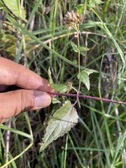 Fleischmannia pycnocephala