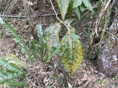 Callicarpa formosana formosana