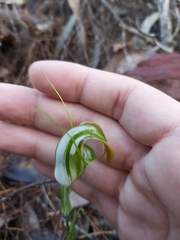 Pterostylis grandiflora