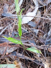 Pterostylis grandiflora