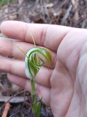 Pterostylis grandiflora