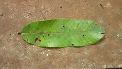 Virola nobilis