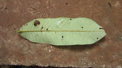 Virola nobilis