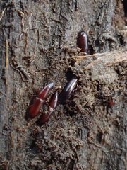 Macrorhyncolus littoralis