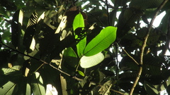 Virola nobilis