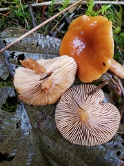 Lactarius luculentus