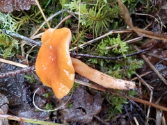 Lactarius luculentus