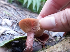 Lactarius eucalypti