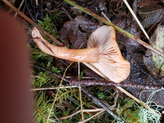 Lactarius luculentus