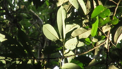 Virola nobilis