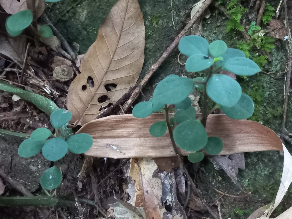 Peperomia bavina