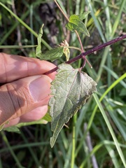 Fleischmannia pycnocephala