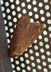 Mythimna convecta