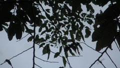 Handroanthus guayacan