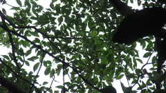 Handroanthus guayacan