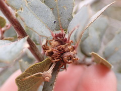 Disholcaspis pedunculoides