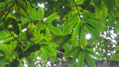 Virola nobilis