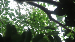 Handroanthus guayacan