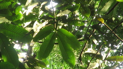Virola nobilis