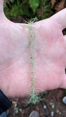 Usnea longissima