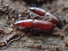 Macrorhyncolus littoralis