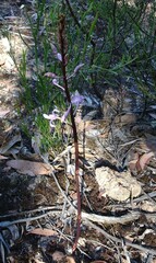 Dipodium pardalinum