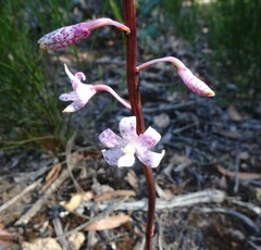 Dipodium pardalinum