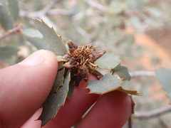 Disholcaspis pedunculoides