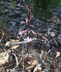 Dipodium pardalinum
