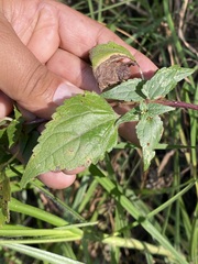 Fleischmannia pycnocephala