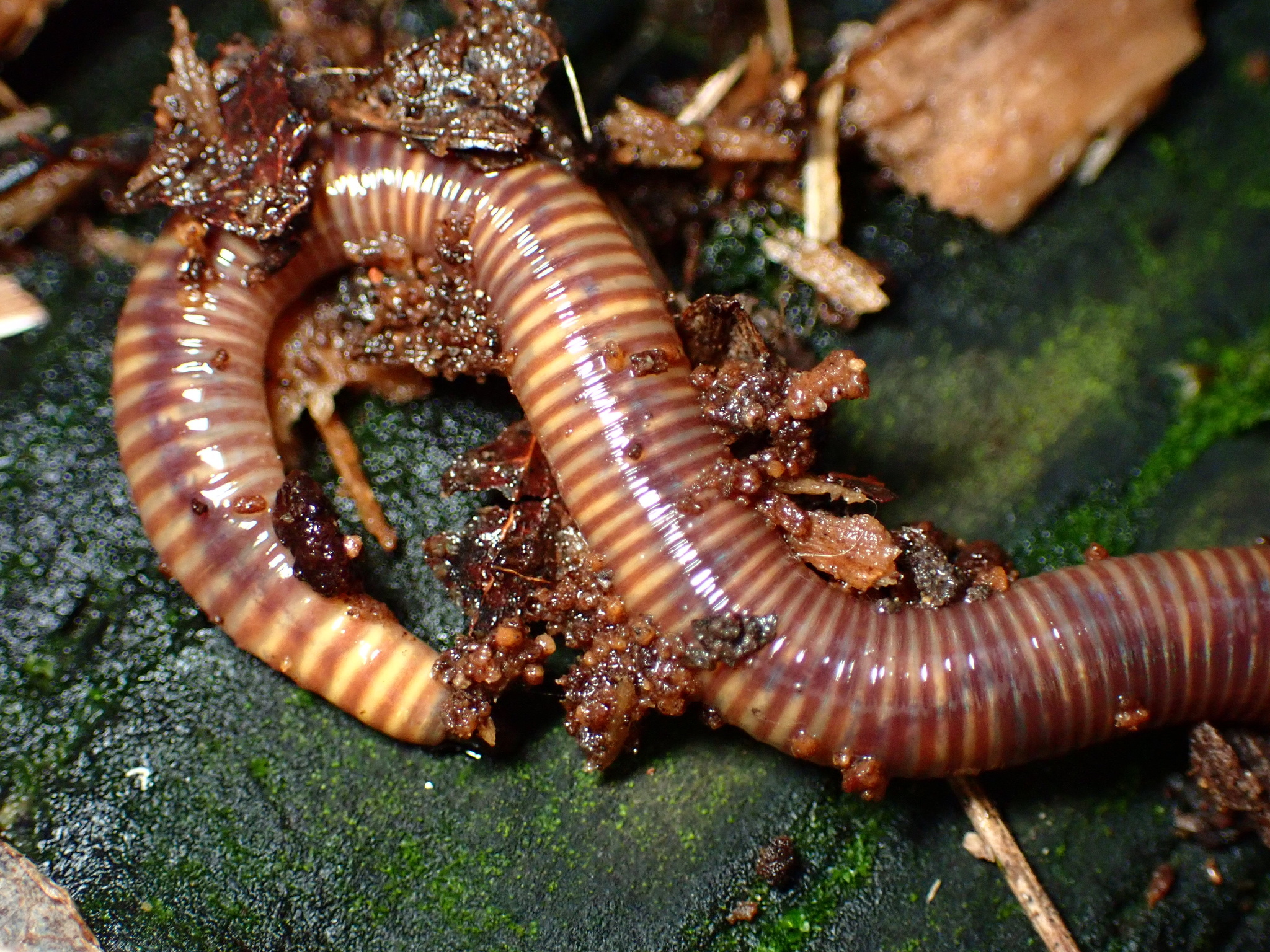 Clitellata