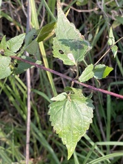 Fleischmannia pycnocephala