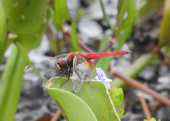 Aethriamanta nymphaeae