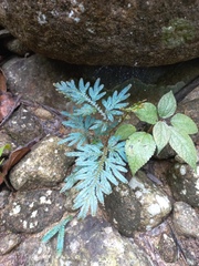 Selaginella willdenowii