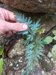 Selaginella willdenowii