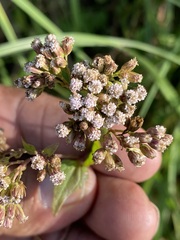 Fleischmannia pycnocephala