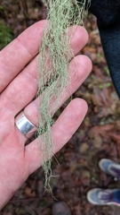 Alectoria sarmentosa