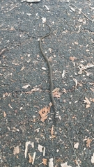 Mastigodryas melanolomus