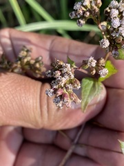 Fleischmannia pycnocephala