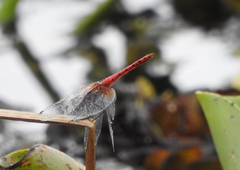 Aethriamanta nymphaeae