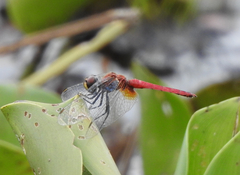 Aethriamanta nymphaeae