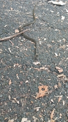 Mastigodryas melanolomus