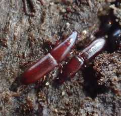 Macrorhyncolus littoralis