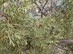 Oligotrophus juniperi