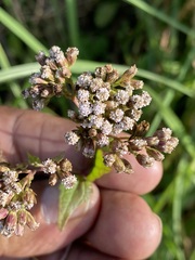 Fleischmannia pycnocephala
