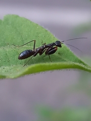 Odontomantis planiceps