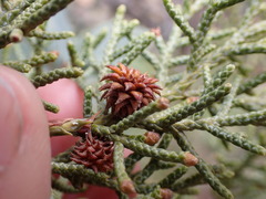 Oligotrophus juniperi